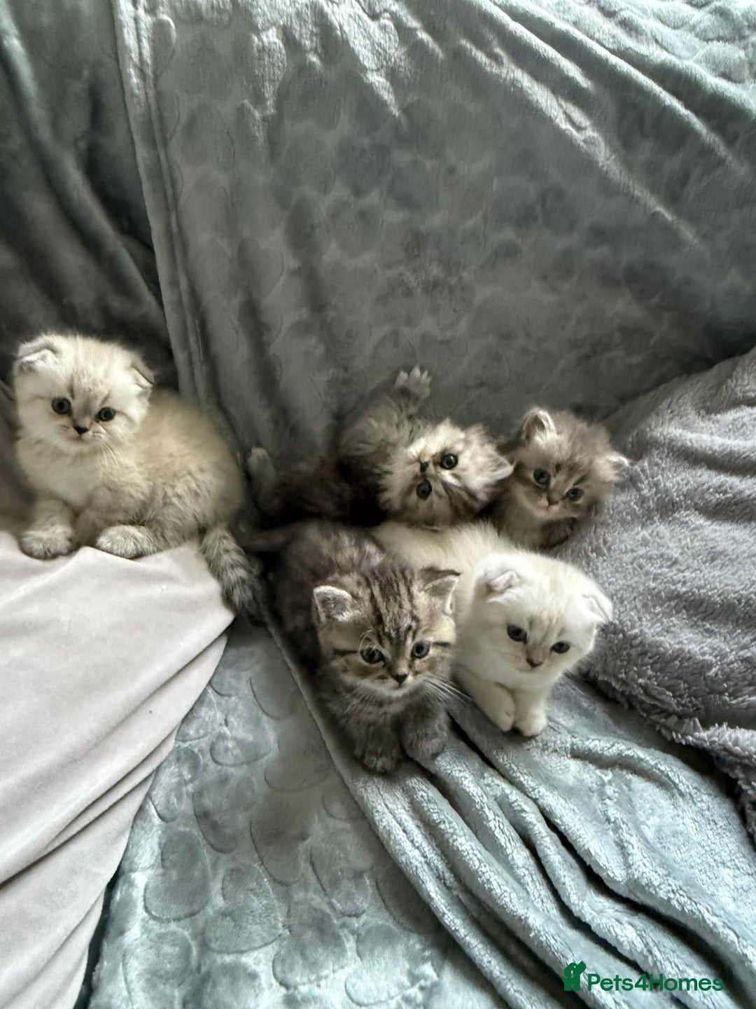 British Shorthair cats for sale: Scottish fold / British short hair  - Image 3