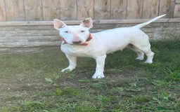 English Bull Terrier dogs for sale: English bull terrier  - Image 4