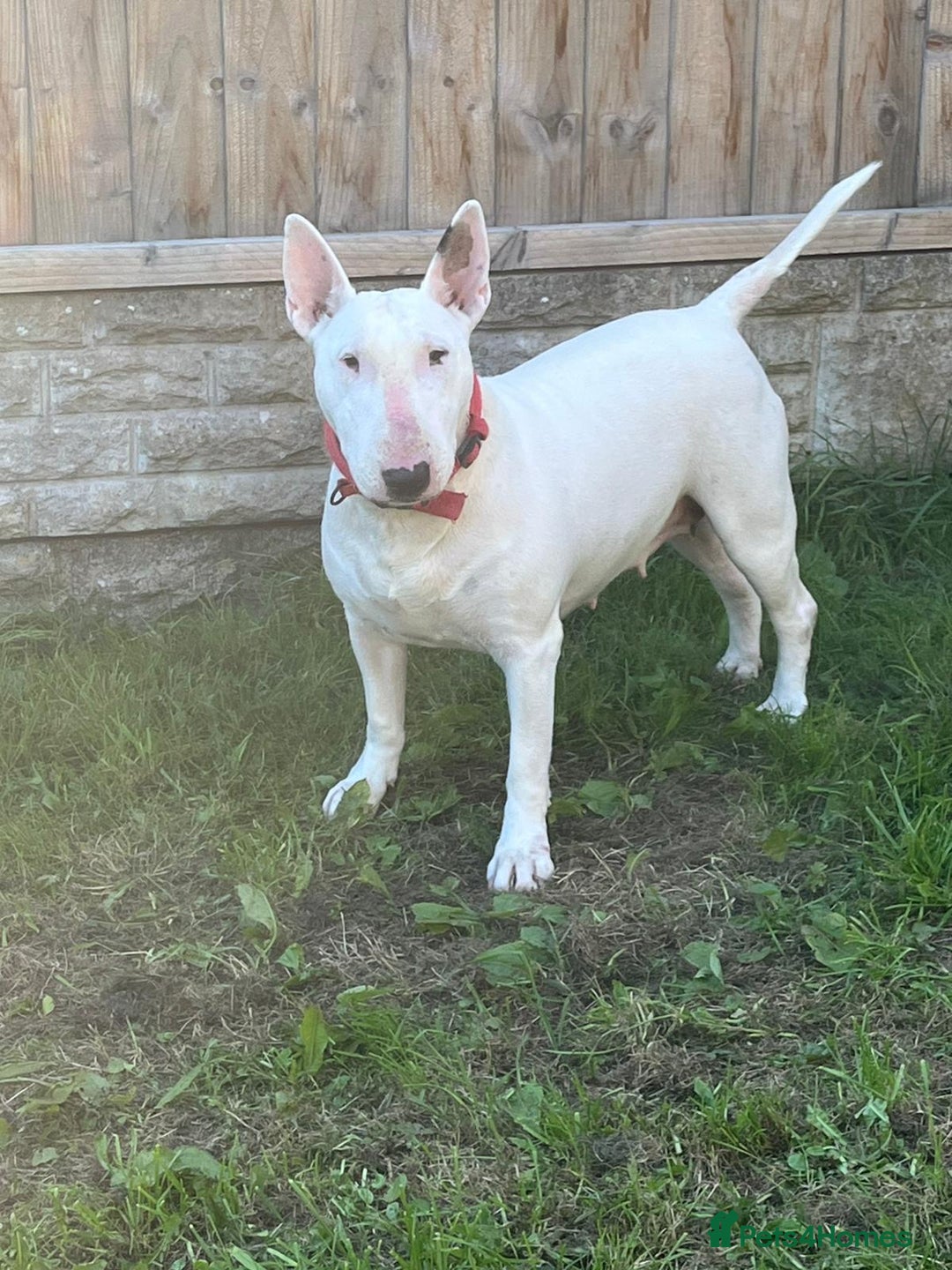 English Bull Terrier dogs for sale: English bull terrier  - Image 4