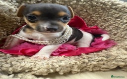 Jack Russell dogs for sale: Tiny Jack Russell pups  - Image 6