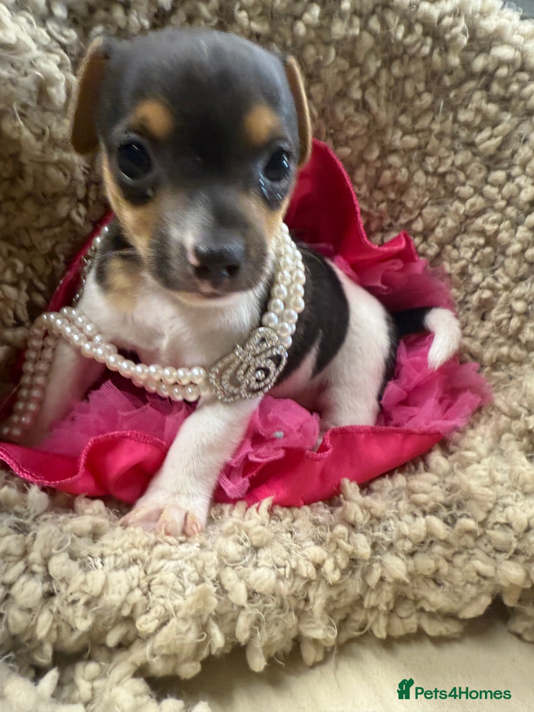 Jack Russell dogs for sale: Tiny Jack Russell pups  - Image 6