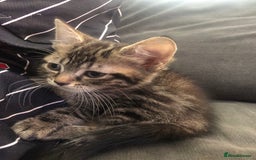 Bengal cats for sale: Bengal cross female kitten - Image 1