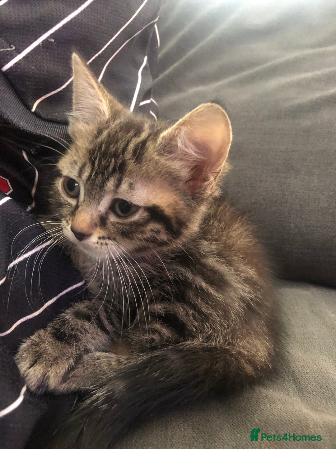 Bengal cats for sale: Bengal cross female kitten - Image 1