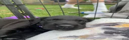 Labradoodle dogs for sale: Labrador x poodle Puppy looking for home!  - Advert 23