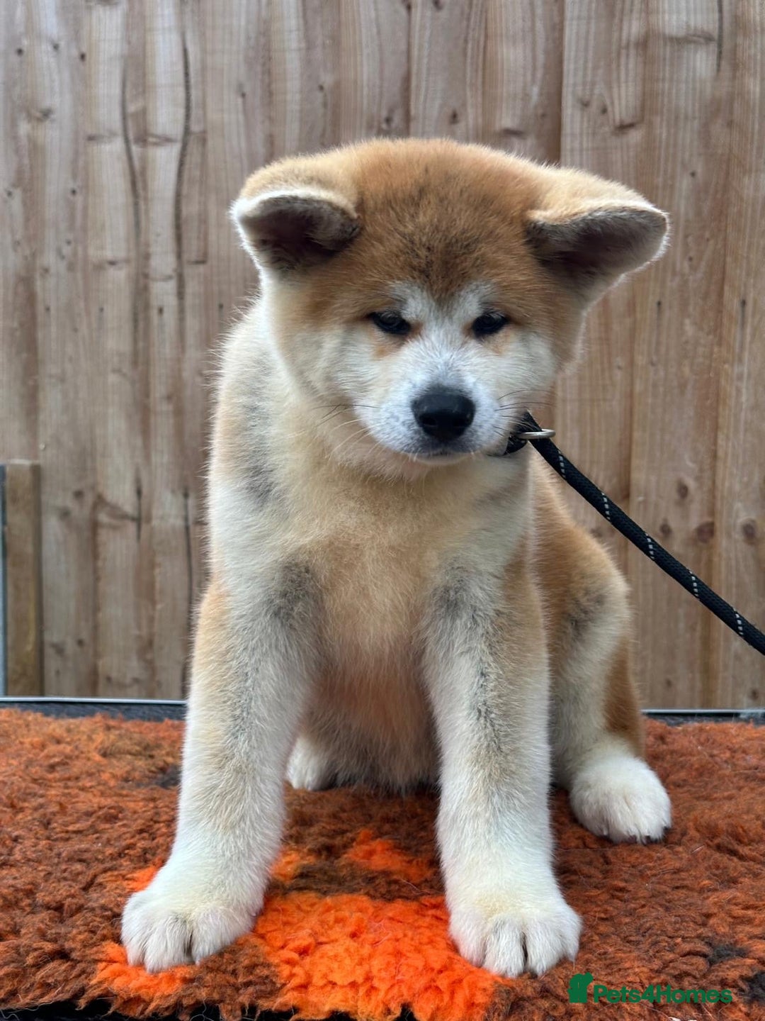 Japanese Akita Inu dogs for sale: Stunning Japanese Akita Inu - Image 10