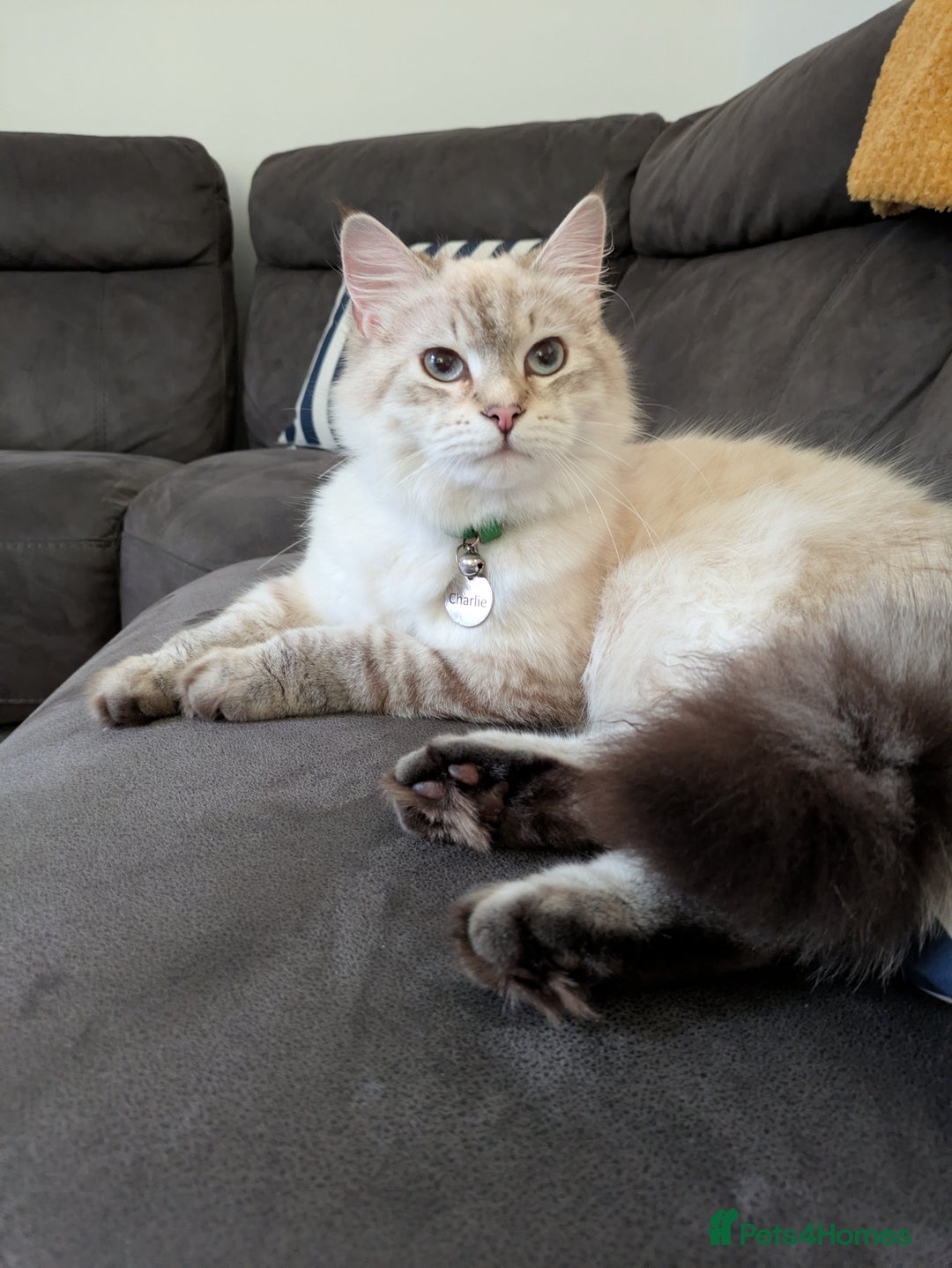 Siberian cats for sale: 1yr unneutred Neva masquerade Male Siberian - Advert 9