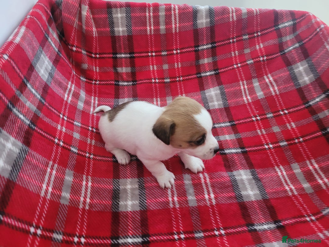 Mixed Breed dogs for sale: Jack Russell 3/4 1/4 chihuahua - Advert 8
