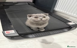 British Shorthair cats for sale: British short hair  in Heckmondwike - Image 21