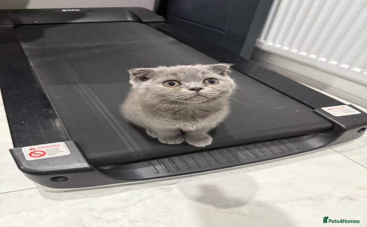British Shorthair cats for sale in Heckmondwike - Advert 1