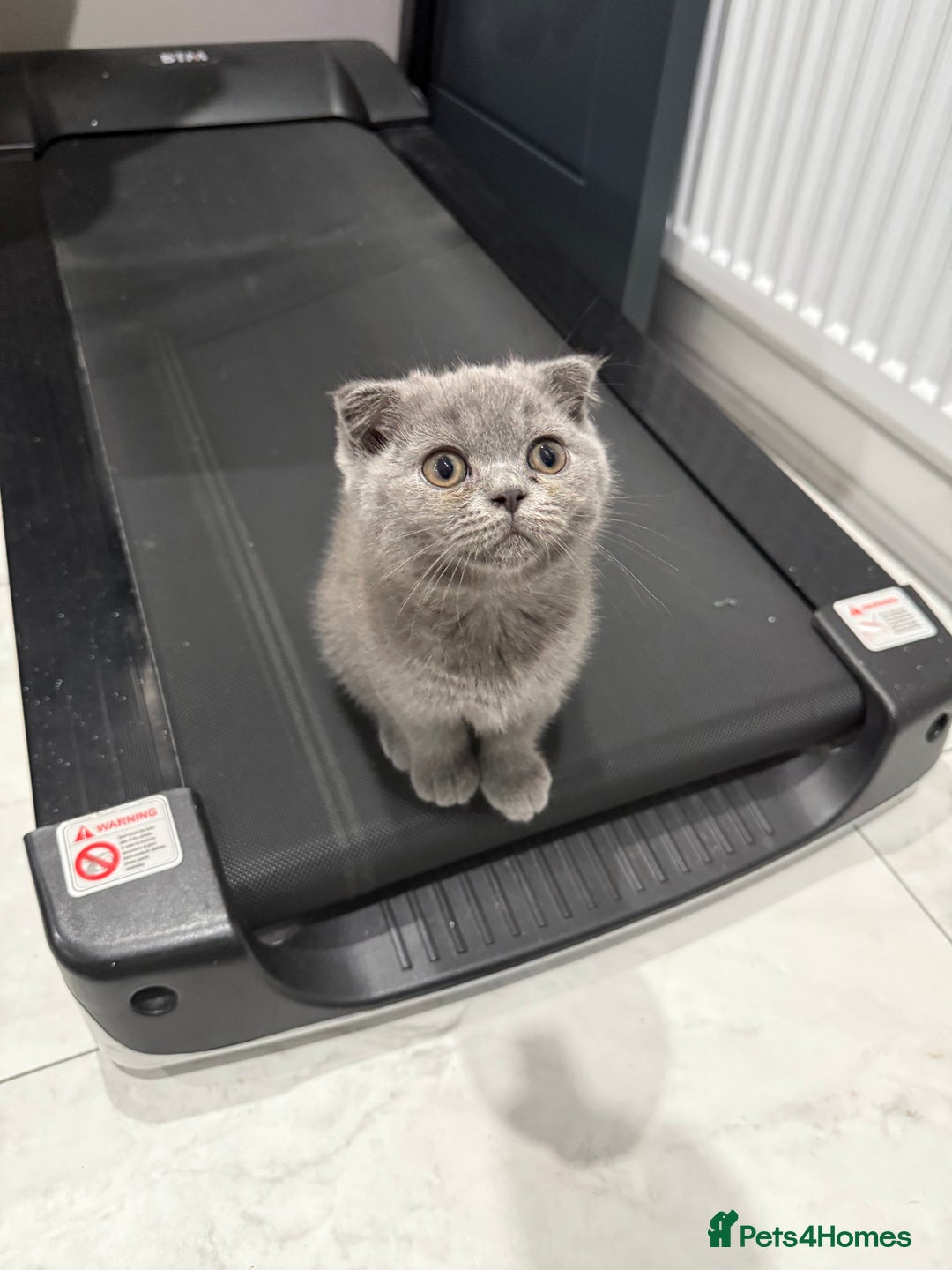 British Shorthair cats for sale: British short hair  in Heckmondwike - Image 21