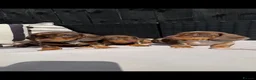 Miniature Dachshund dogs for sale: Outstanding miniature dachshund puppies  - Advert 9