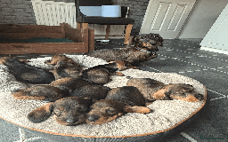 Dachshund dogs for sale: KC Standard Wire-haired Dachshund puppies - Image 2