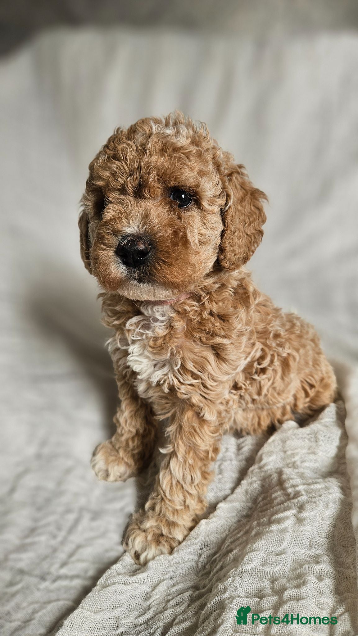 Mini Goldendoodle dogs Mini/toy Goldendoodles from Toy Poodle lines - Advert 1