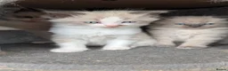 Ragdoll cats for sale: 4 Gorgeous Ragdoll Kittens in Londonderry - Advert 10