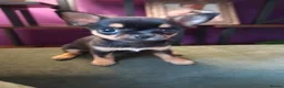 Chihuahua dogs for sale: Pedigree chihuahua puppies two girls one boy  in Cambridge - Advert 5