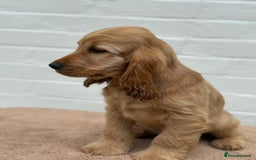 Cocker Spaniel dogs for sale: Show cocker spaniel in Bradford - Image 30