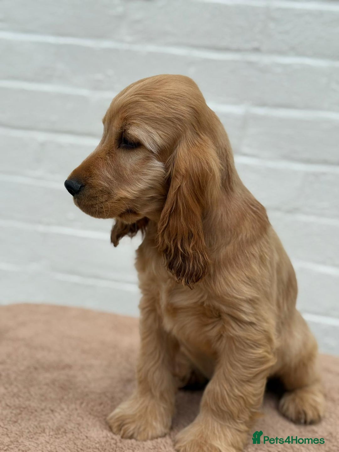Cocker Spaniel dogs for sale: Show cocker spaniel in Bradford - Image 30
