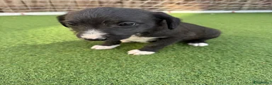 Mixed Breed Puppy 8