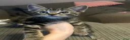 Mixed Breed cats for sale: Kittens ready leave ASAP - Advert 6