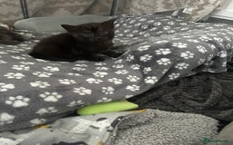 Chartreux cats for sale: American shorthair / chartreux  kittens - Image 4
