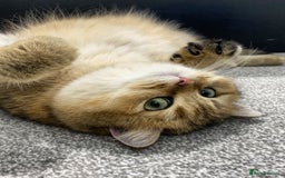 British Shorthair cats for sale: Retired Black golden queen  - Advert 2