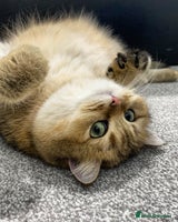 British Shorthair cats Retired Black golden queen - Advert 5