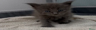 Maine Coon 4