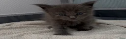 Maine Coon cats for sale: Solid Grey TICA Maine Coons Fully Health Checked - Advert 8