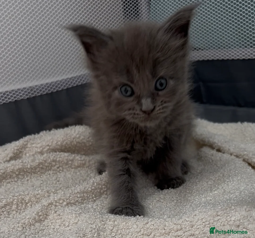 Maine Coon cats for sale: Solid Grey TICA Maine Coons Fully Health Checked - Advert 8