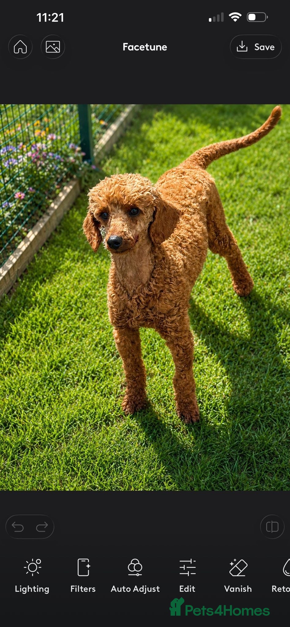 Miniature Poodle dogs Deep red miniature poddle for stud  - Advert 1