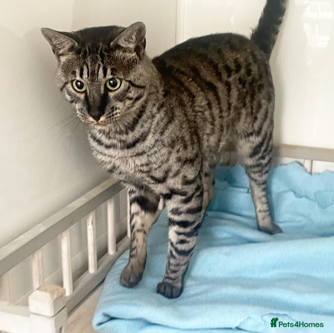 Savannah cats for sale: Retired F5 Silver Savannah boy with black nose - Image 11