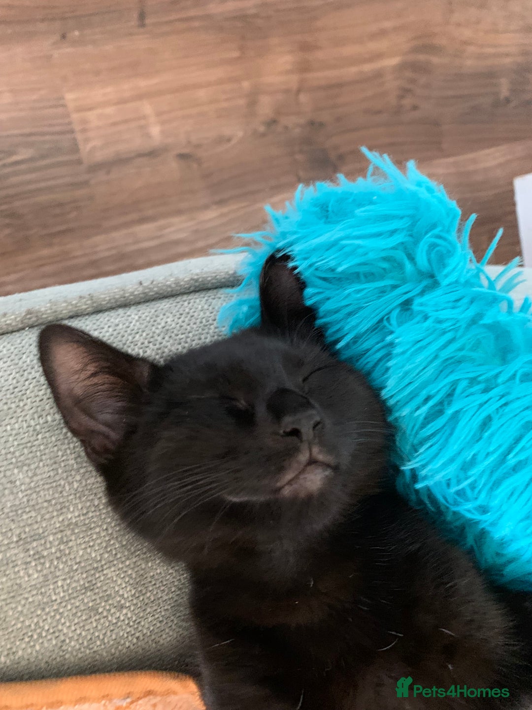 Bombay cats for sale: cats  - Image 11