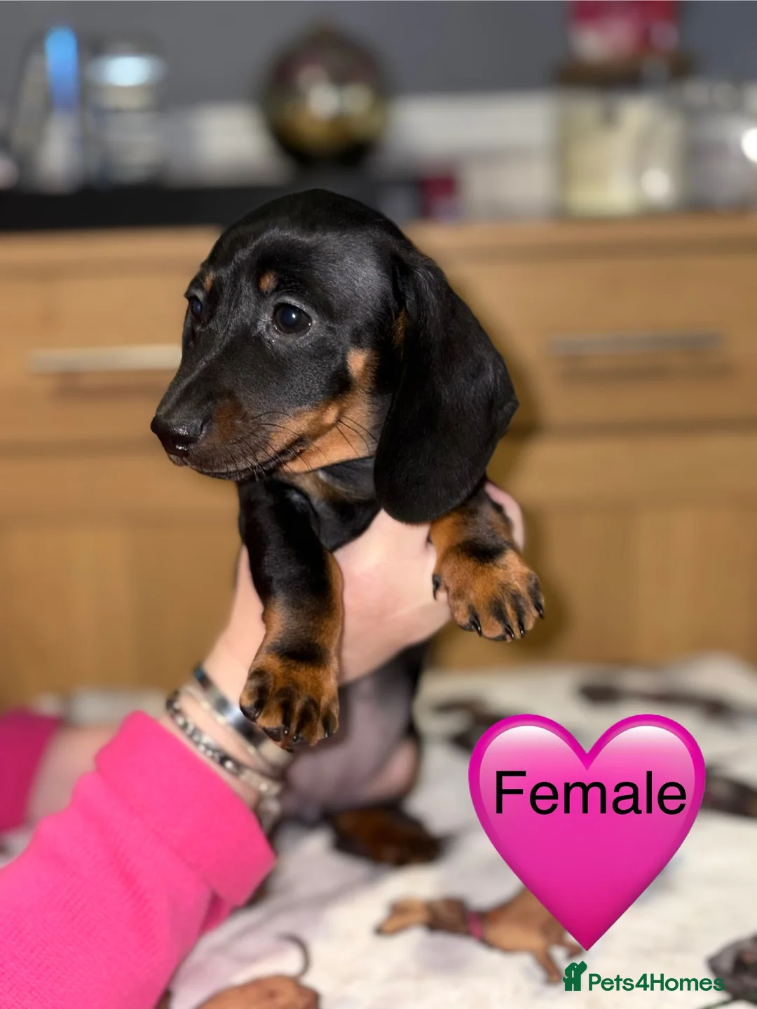Miniature Dachshund dogs for sale: Stunning Black and Tan smooth fur dachshund pups - Advert 12