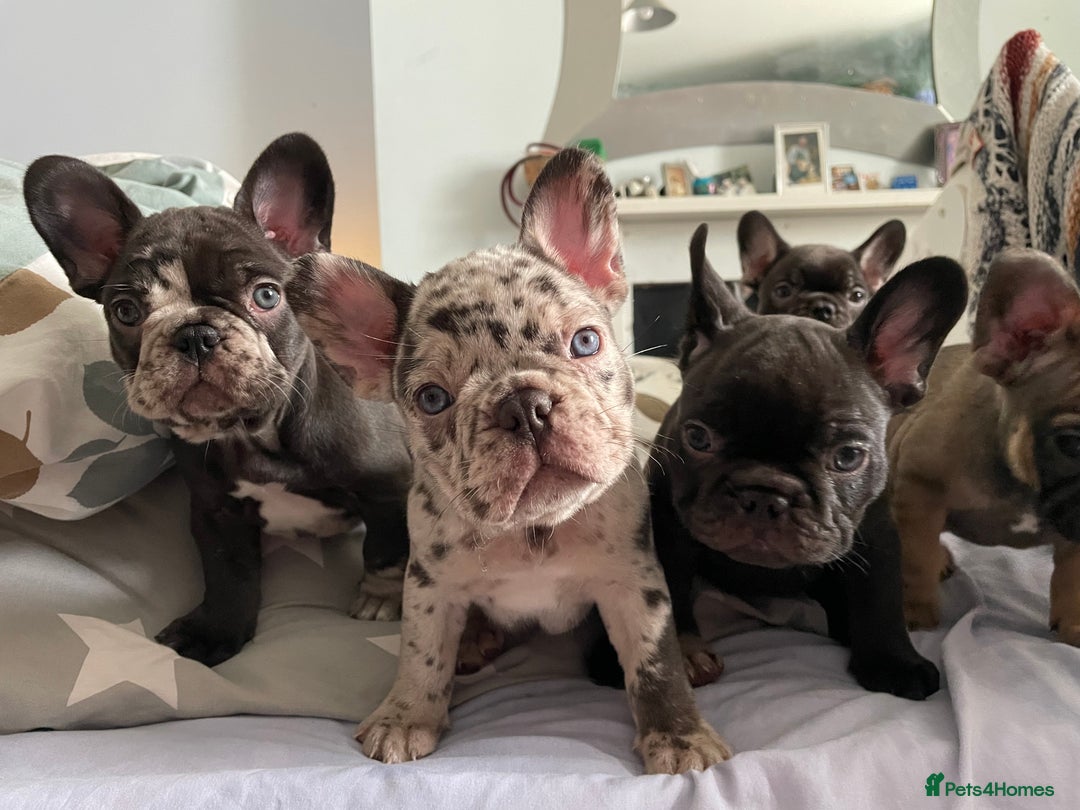 French Bulldog dogs for sale: French Bulldog - Advert 1
