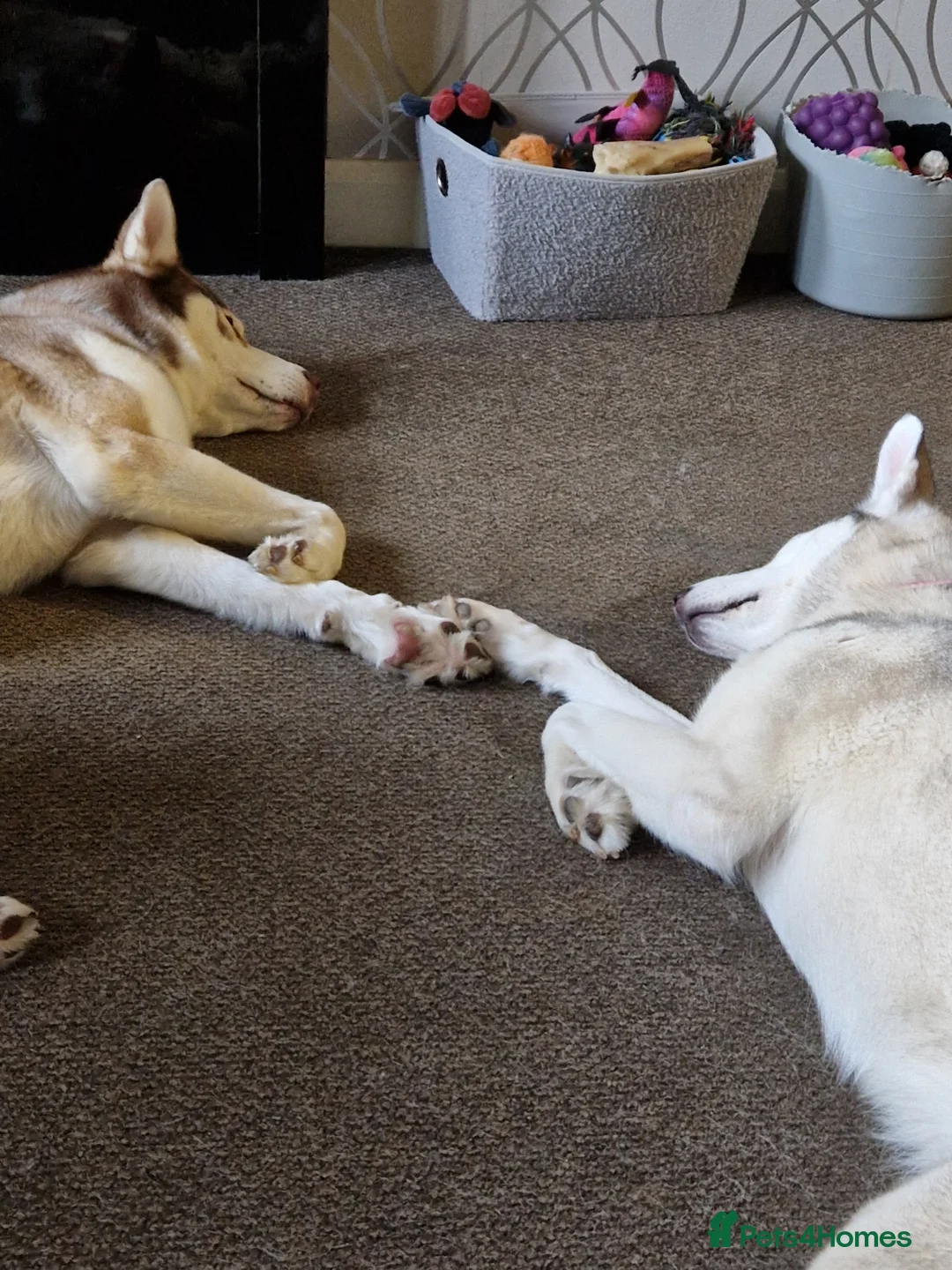 Siberian Husky dogs for sale: Two Siberian Huskys for new homes - Advert 6