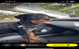 Rottweiler dogs for sale: Rottweiler  - Image 3