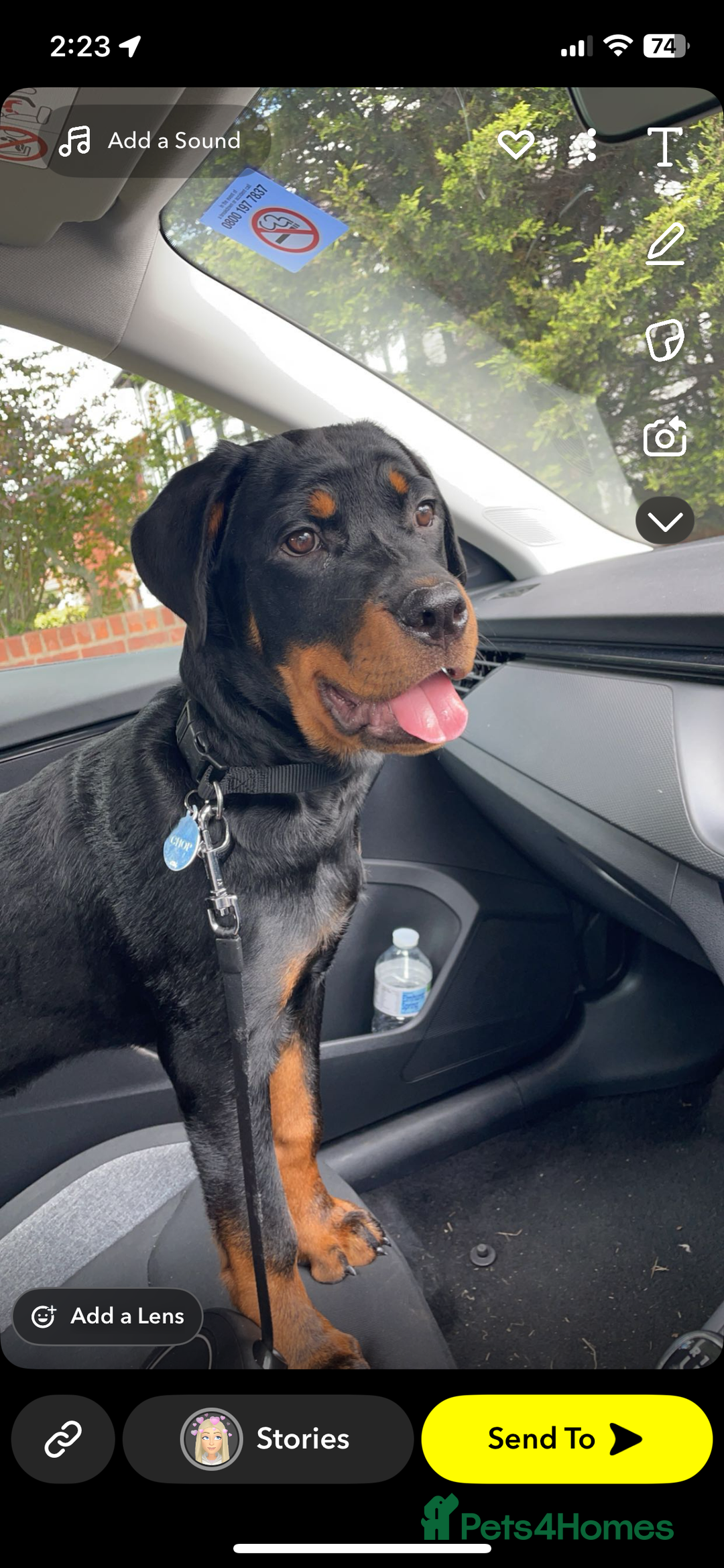 Rottweiler dogs for sale: Rottweiler  - Image 3