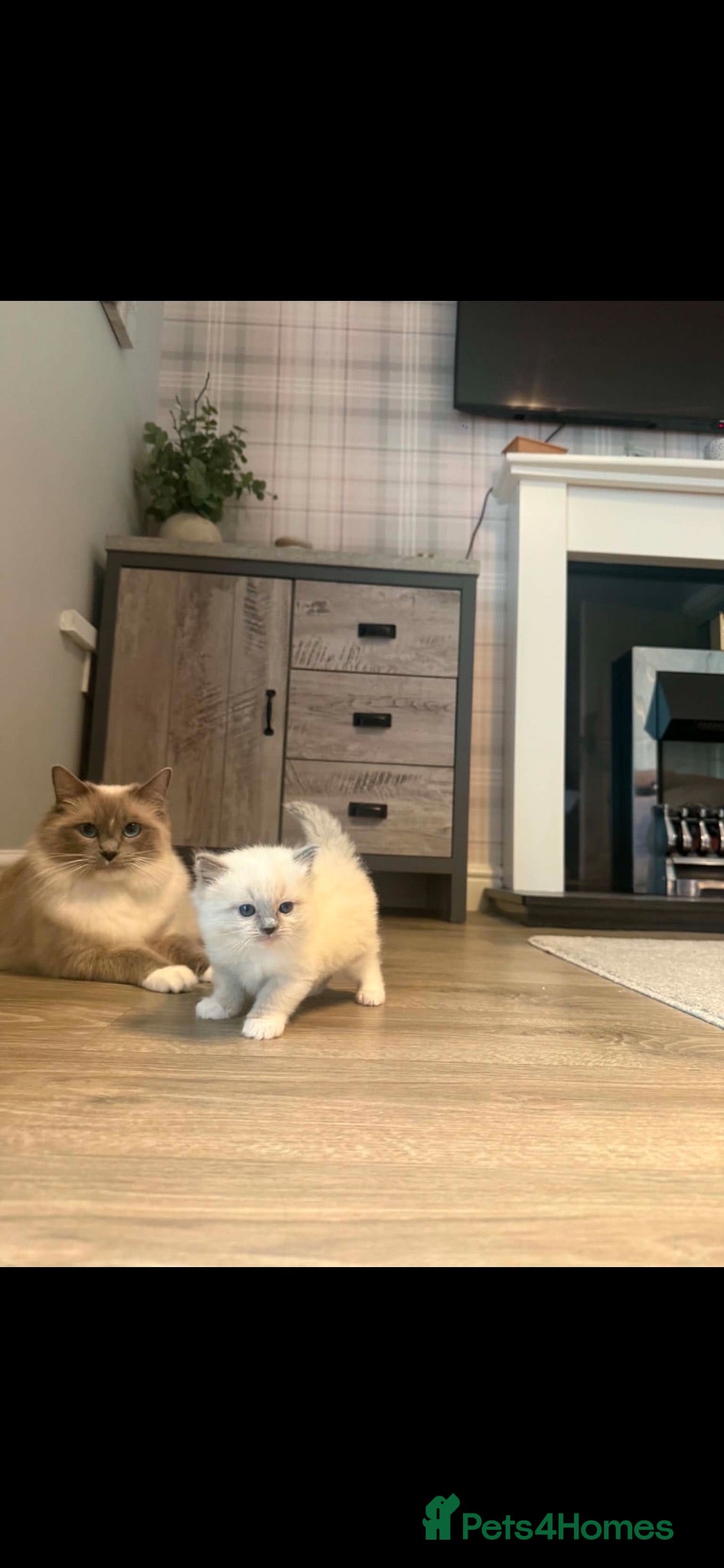 Ragdoll cats Ragdoll kittens  - Advert 11
