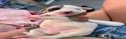 American Bulldog dogs for sale: 4 beautiful American bulldogs  in Coventry - Advert 8