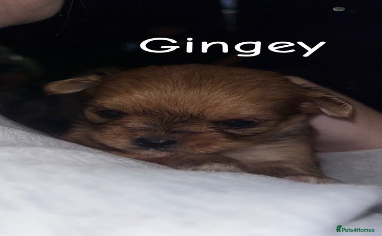 Mixed Breed dogs - Advert 1