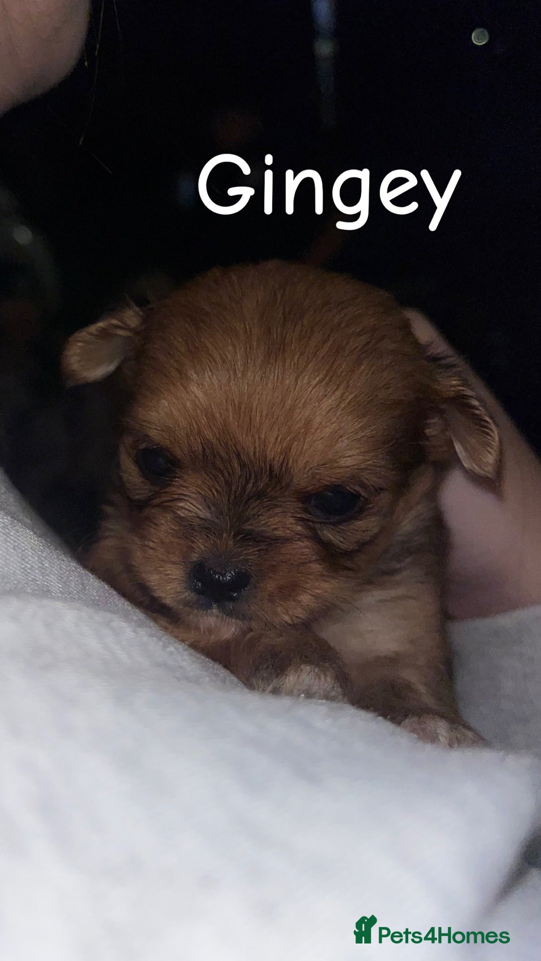 Mixed Breed dogs for sale: 🐾 Fluffy & Friendly! Teddy Bear puppies 🐾 - Image 1