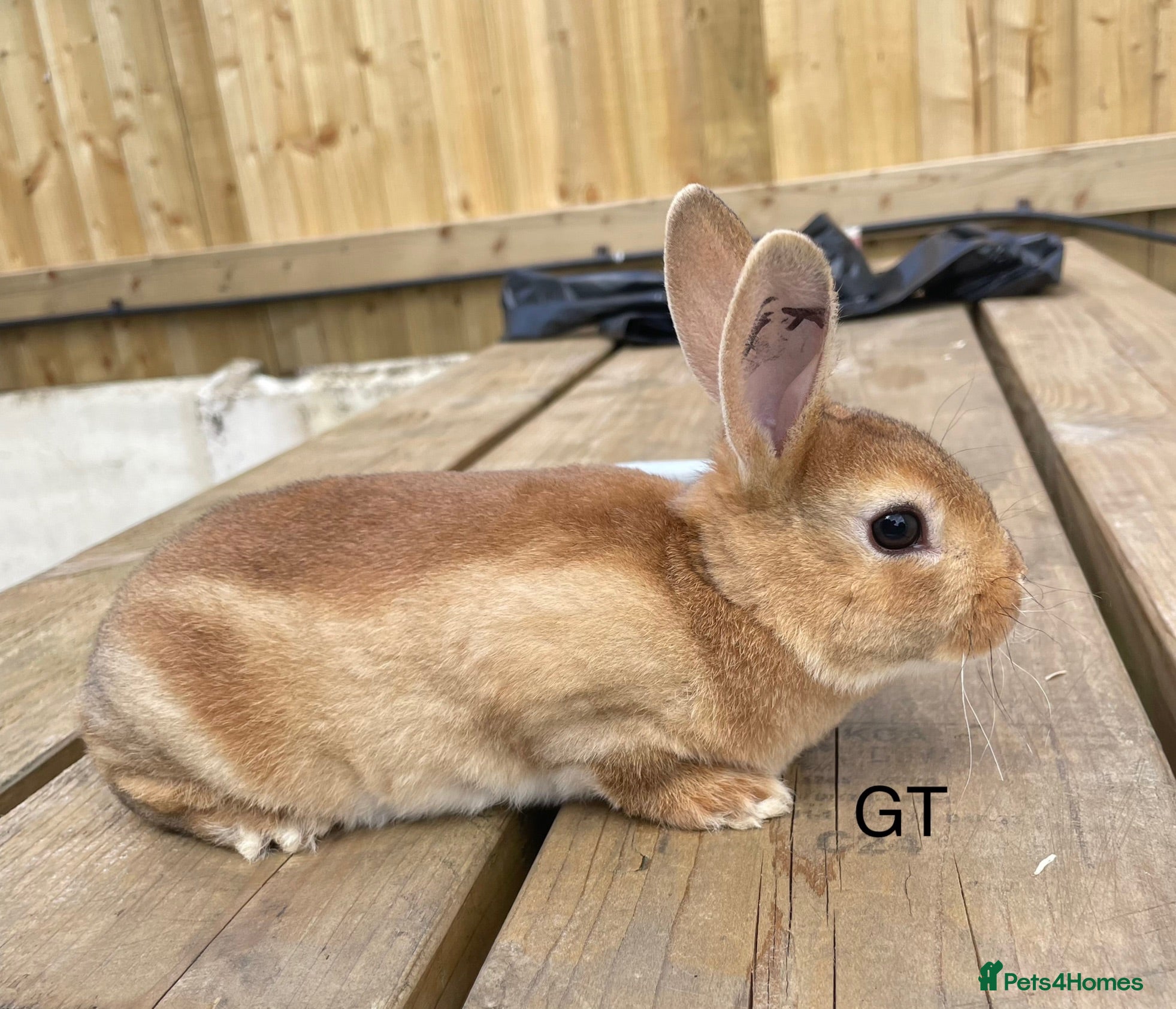 Rex rabbits 💖Pure bred mini Rex💖 - Advert 2