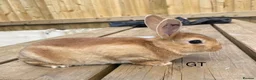 Rex rabbits for sale: 💖Pure bred mini Rex💖 - Advert 3
