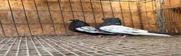 Pigeons birds for sale: IMPORTED IRANIAN SINEH PIGEONS - Advert 24