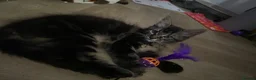 Mixed Breed cats for sale: 8 week old kittens for sale - Advert 4