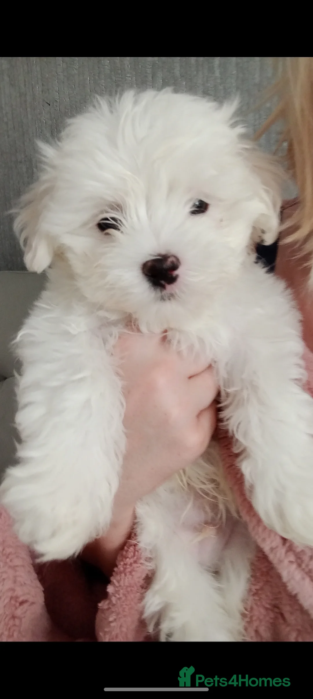 Maltese dogs for sale: Beautiful Maltese Boy Hypoallergenic - Advert 16