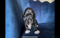 Mixed Breed dogs for sale: Stunning Lhasa apso x puppies  - Image 8