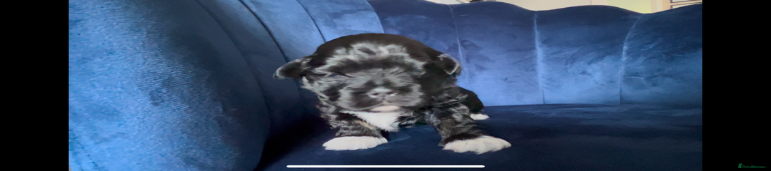 Mixed Breed Puppy 1