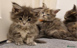 Maine Coon cats for sale: BEAUTIFUL FLUFFY BABIES  - Image 1