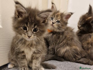 Maine Coon cats - Advert 3